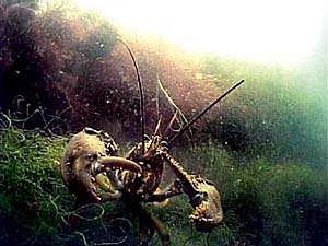 Lobster underwater on seaweed