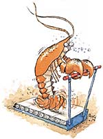 Illustration of a lobster running on a treadmill.