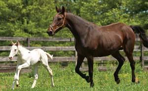 White colt with mom