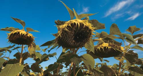 sunflowers 