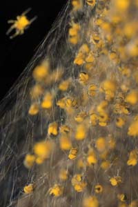 Garden spiderlings