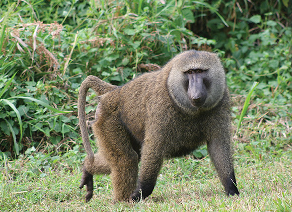 Baboon near Kibale National Park
