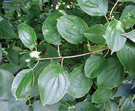 UNH glossy buckthorn