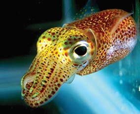 Hawaiian bobtail squid