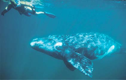 North Atlantic right whale
