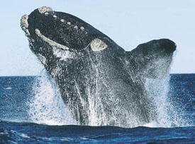 North Atlantic right whale